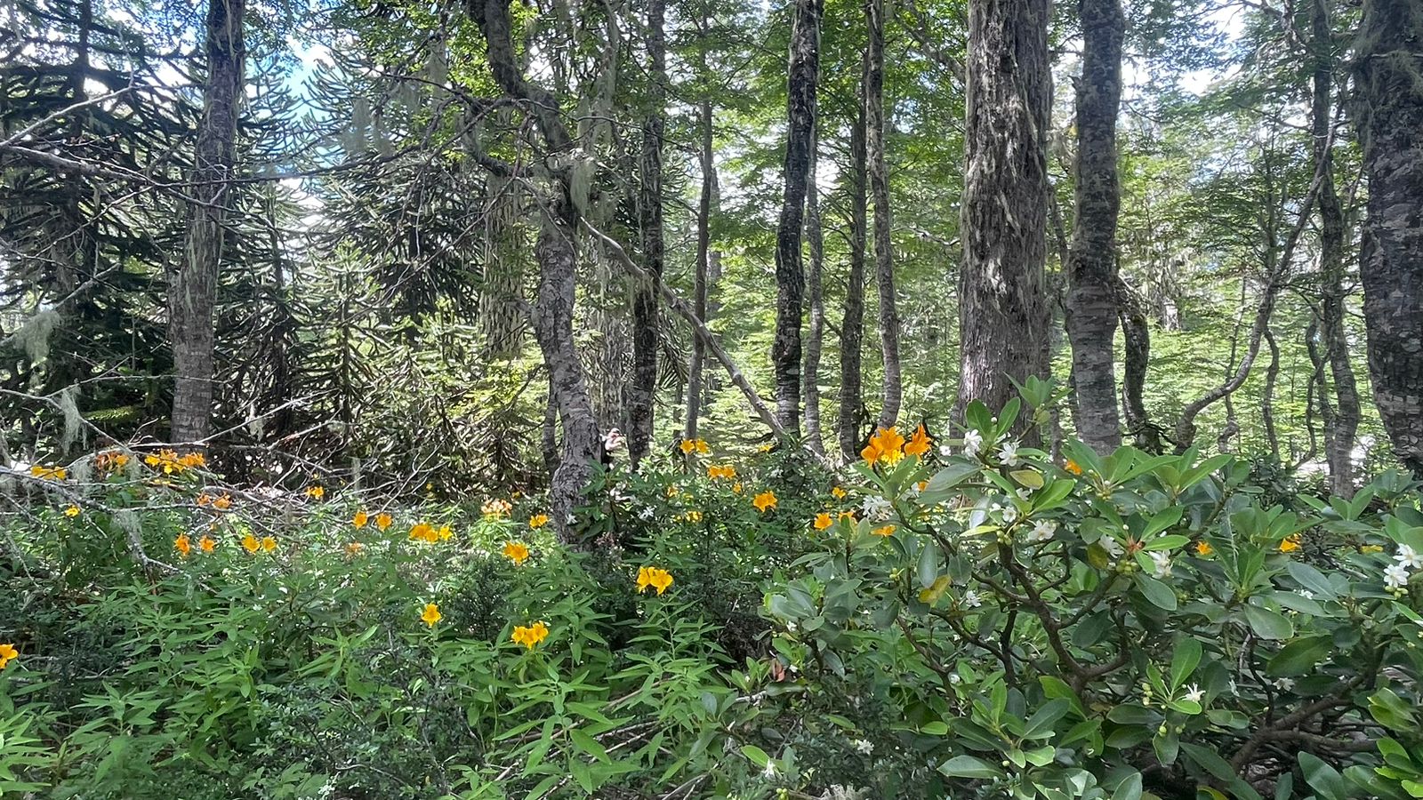 Proyecto de conservación